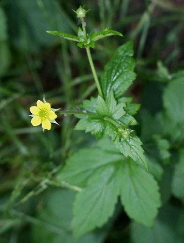 Pflanzenbild gross Echte Nelkenwurz - Geum urbanum