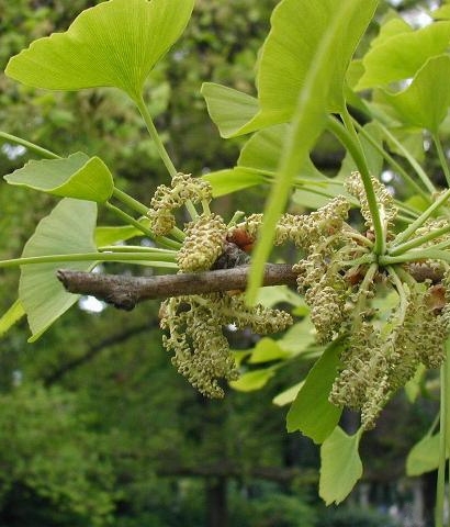 Pflanzenbild gross Ginko - Ginkgo biloba
