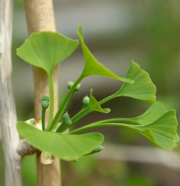 Pflanzenbild gross Ginko - Ginkgo biloba