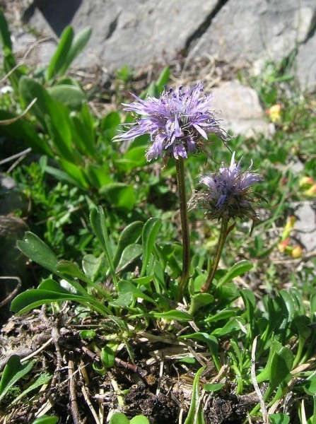 Pflanzenbild gross Herzblättrige Kugelblume - Globularia cordifolia