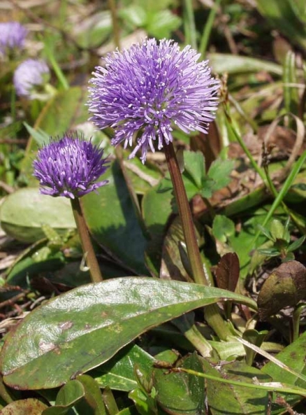 Pflanzenbild gross Schaft-Kugelblume - Globularia nudicaulis