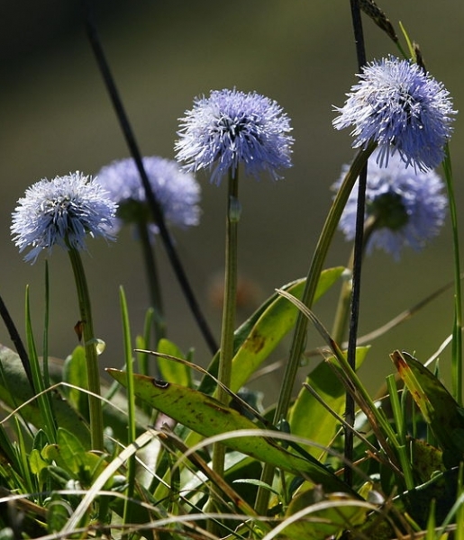 Pflanzenbild gross Schaft-Kugelblume - Globularia nudicaulis