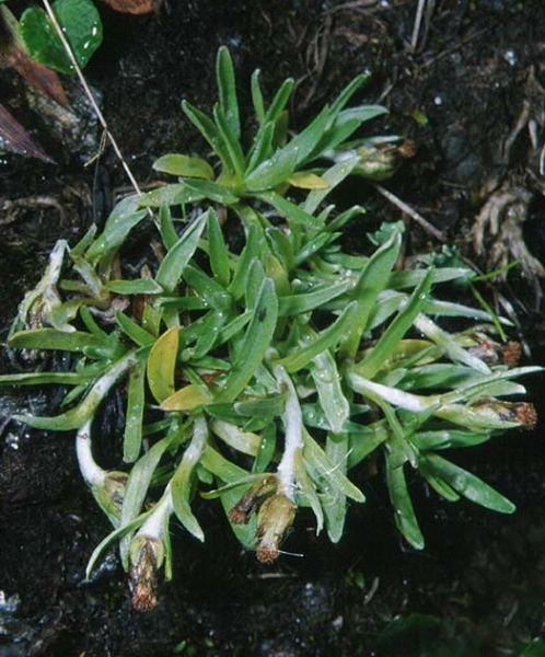 Pflanzenbild gross Niedriges Ruhrkraut - Gnaphalium supinum