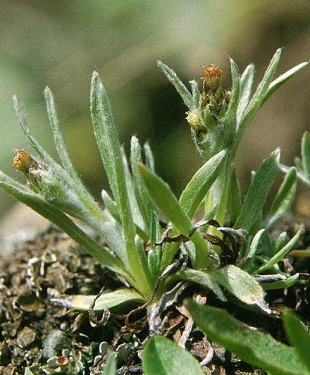 Pflanzenbild gross Niedriges Ruhrkraut - Gnaphalium supinum
