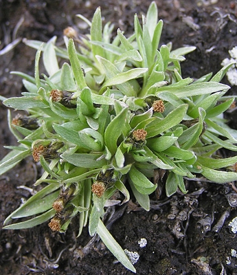 Pflanzenbild gross Niedriges Ruhrkraut - Gnaphalium supinum