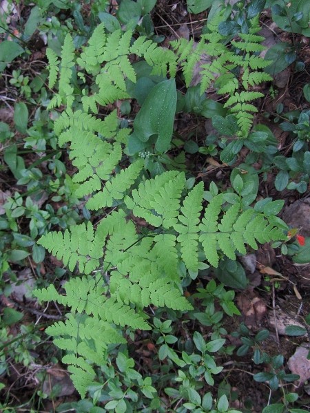 Pflanzenbild gross Eichenfarn - Gymnocarpium dryopteris