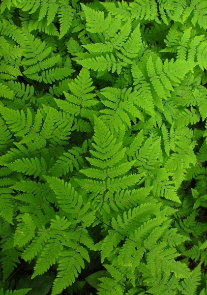 Pflanzenbild gross Eichenfarn - Gymnocarpium dryopteris