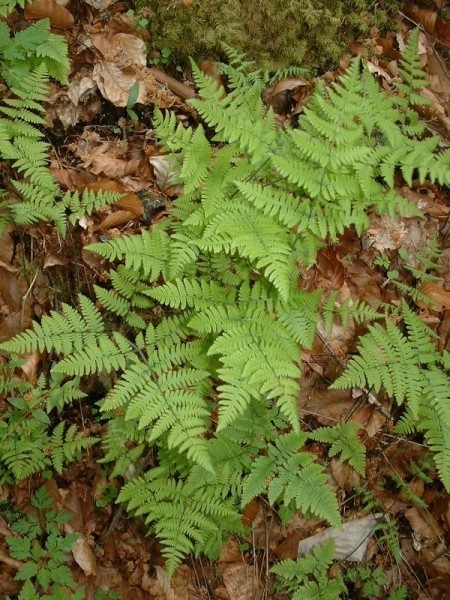 Pflanzenbild gross Ruprechtsfarn - Gymnocarpium robertianum