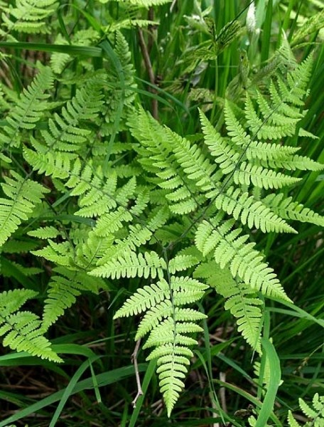 Pflanzenbild gross Ruprechtsfarn - Gymnocarpium robertianum