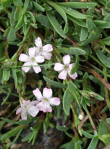 Pflanzenbild gross Kriechendes Gipskraut - Gypsophila repens