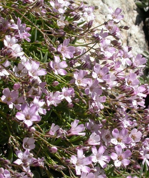 Pflanzenbild gross Kriechendes Gipskraut - Gypsophila repens