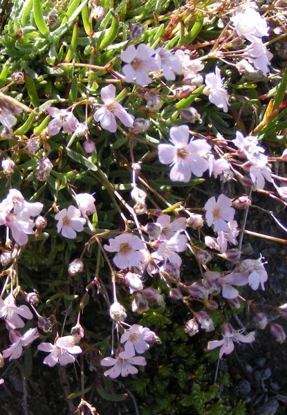 Pflanzenbild gross Kriechendes Gipskraut - Gypsophila repens