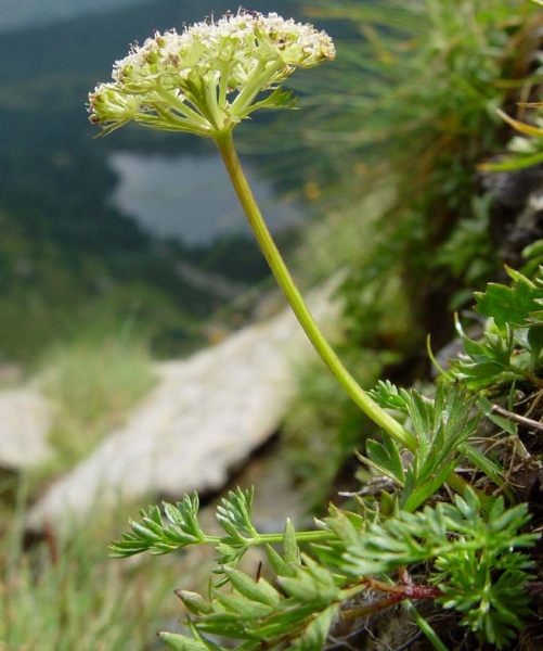 Pflanzenbild gross Zwerg-Liebstock - Ligusticum mutellinoides