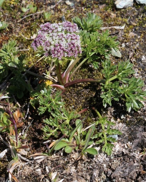 Pflanzenbild gross Zwerg-Liebstock - Ligusticum mutellinoides