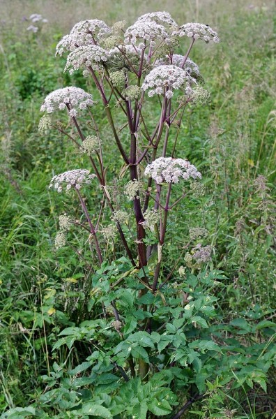 Pflanzenbild gross Wilde Brustwurz - Angelica sylvestris