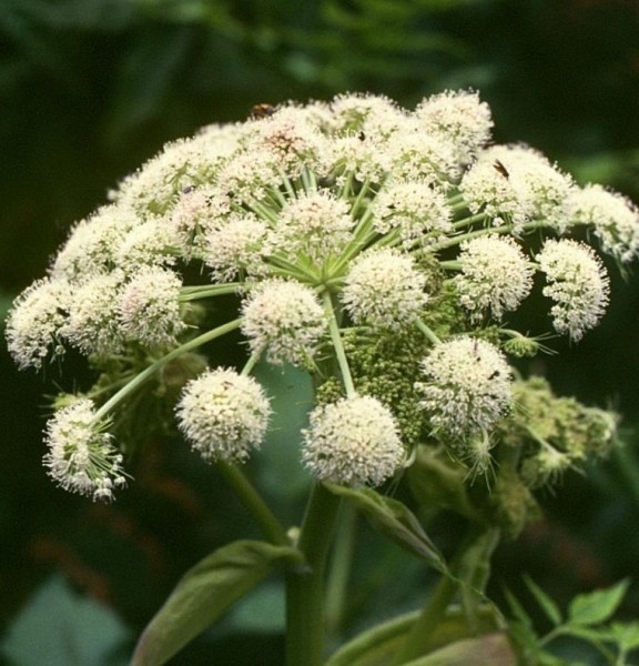 Pflanzenbild gross Wilde Brustwurz - Angelica sylvestris
