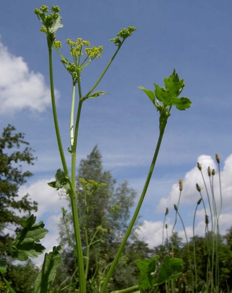 Pflanzenbild gross Pastinak - Pastinaca sativa
