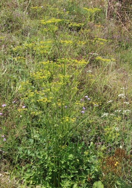 Pflanzenbild gross Pastinak - Pastinaca sativa