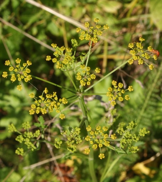 Pflanzenbild gross Pastinak - Pastinaca sativa
