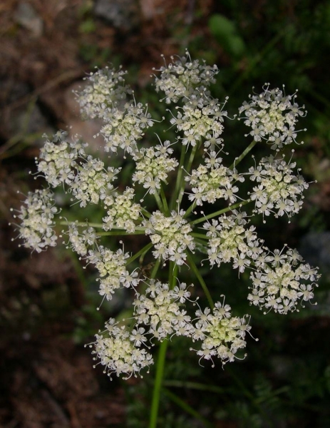 Pflanzenbild gross Hallers Laserkraut - Laserpitium halleri