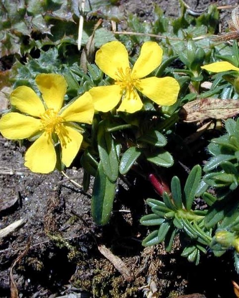 Pflanzenbild gross Alpen-Sonnenröschen - Helianthemum alpestre