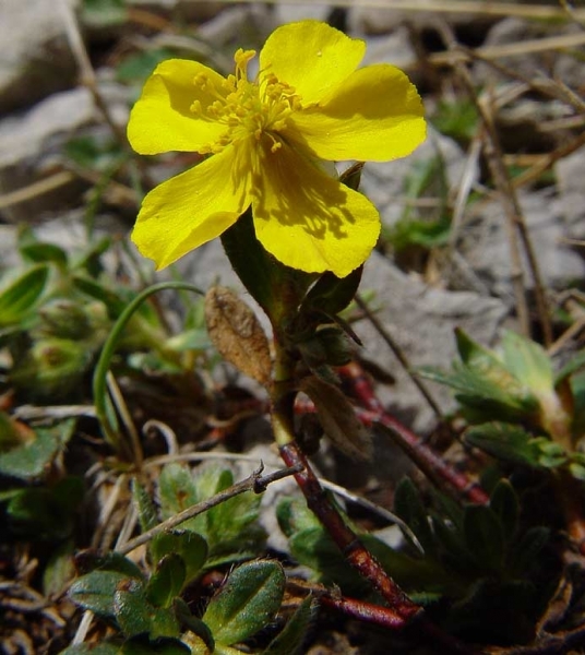 Pflanzenbild gross Alpen-Sonnenröschen - Helianthemum alpestre
