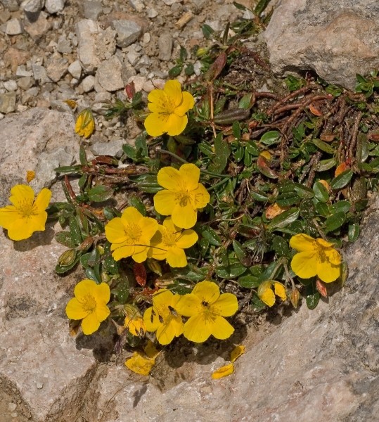 Pflanzenbild gross Alpen-Sonnenröschen - Helianthemum alpestre
