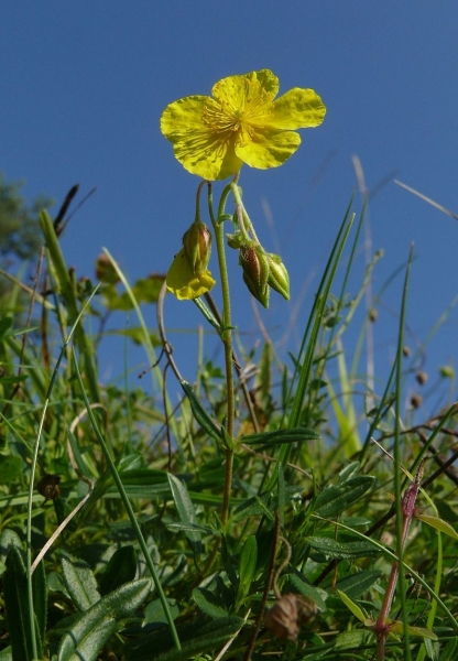 Pflanzenbild gross Gemeines Sonnenröschen - Helianthemum nummularium