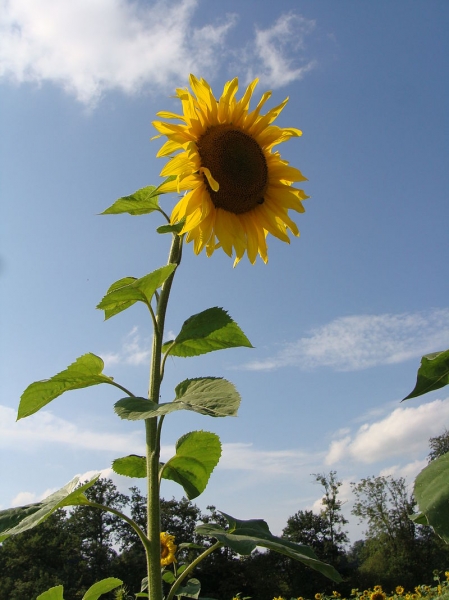 Pflanzenbild gross Einjährige Sonnenblume - Helianthus annuus