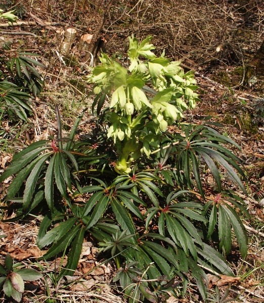 Pflanzenbild gross Stinkende Nieswurz - Helleborus foetidus