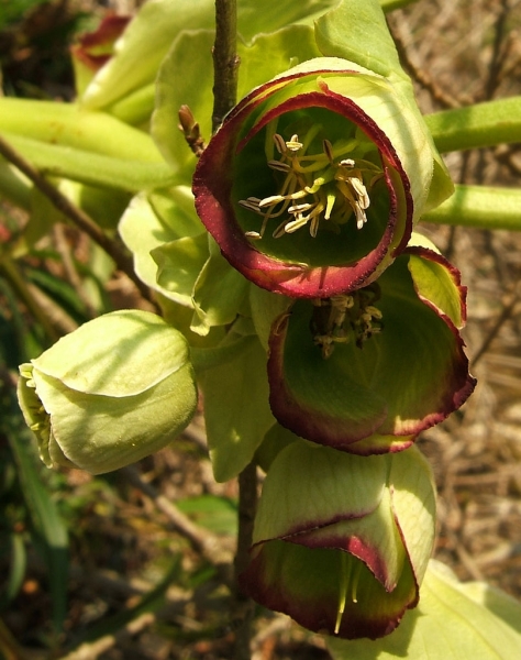 Pflanzenbild gross Stinkende Nieswurz - Helleborus foetidus