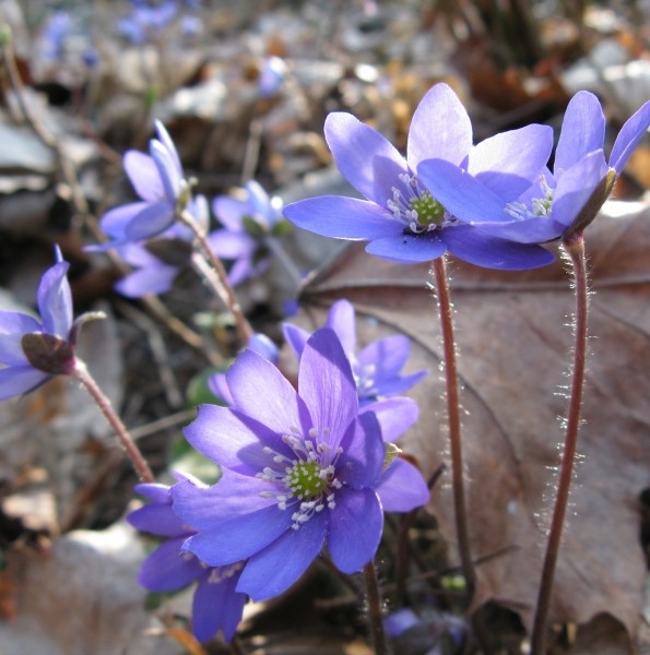 Pflanzenbild gross Leberblümchen - Hepatica nobilis