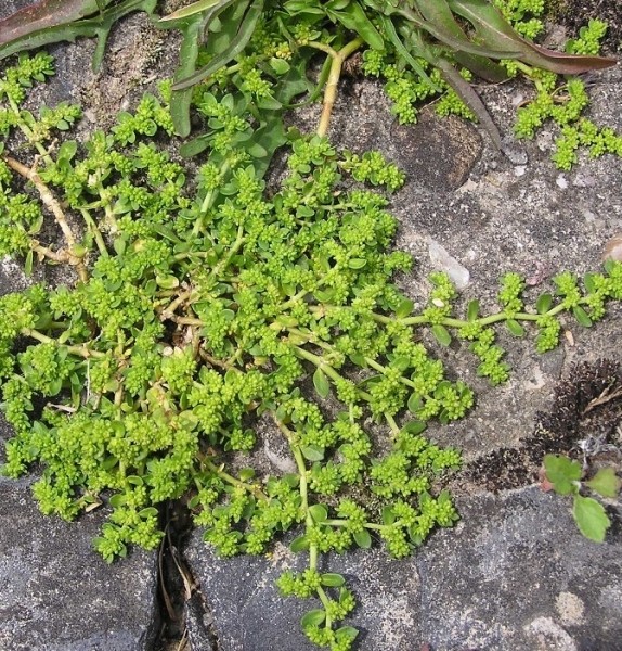 Pflanzenbild gross Kahles Bruchkraut - Herniaria glabra