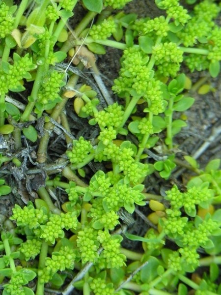 Pflanzenbild gross Kahles Bruchkraut - Herniaria glabra