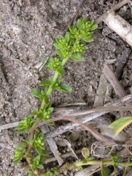 Pflanzenbild gross Kahles Bruchkraut - Herniaria glabra