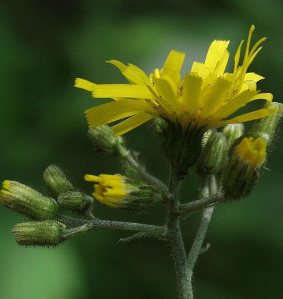 Pflanzenbild gross Wald-Habichtskraut - Hieracium murorum aggr.