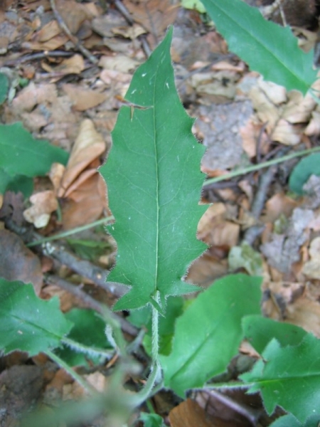 Pflanzenbild gross Wald-Habichtskraut - Hieracium murorum aggr.