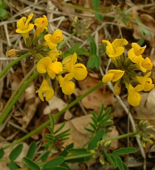 Pflanzenbild gross Schopfiger Hufeisenklee - Hippocrepis comosa