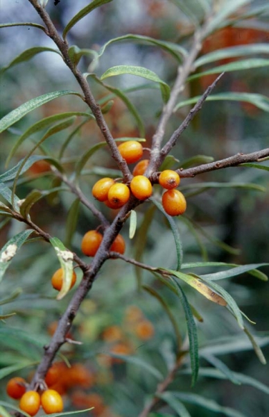 Pflanzenbild gross Sanddorn - Hippophaë rhamnoides