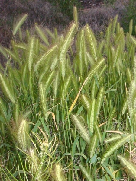 Pflanzenbild gross Mäuse-Gerste - Hordeum murinum