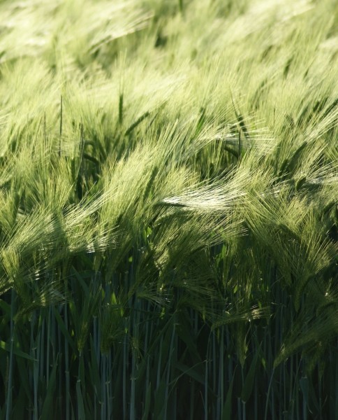 Pflanzenbild gross Saat-Gerste - Hordeum vulgare