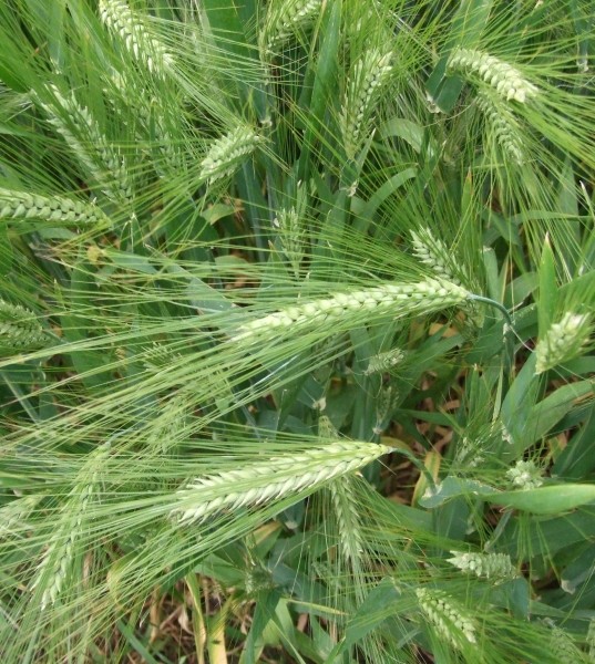 Pflanzenbild gross Saat-Gerste - Hordeum vulgare