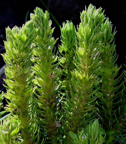 Pflanzenbild gross Tannenbärlapp - Huperzia selago