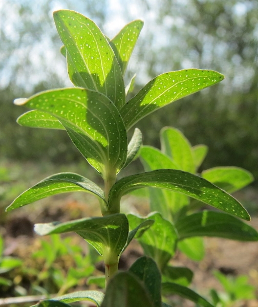 Pflanzenbild gross Echtes Johanniskraut - Hypericum perforatum