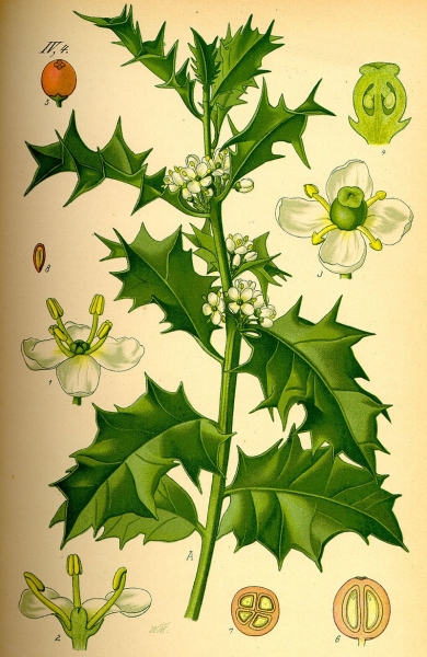 Pflanzenbild gross Stechpalme - Ilex aquifolium
