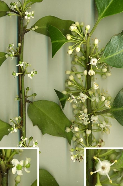 Pflanzenbild gross Stechpalme - Ilex aquifolium