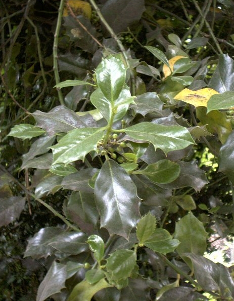 Pflanzenbild gross Stechpalme - Ilex aquifolium