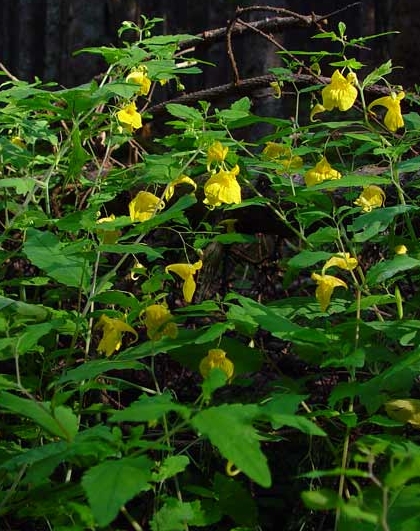 Pflanzenbild gross Wald-Springkraut - Impatiens noli-tangere