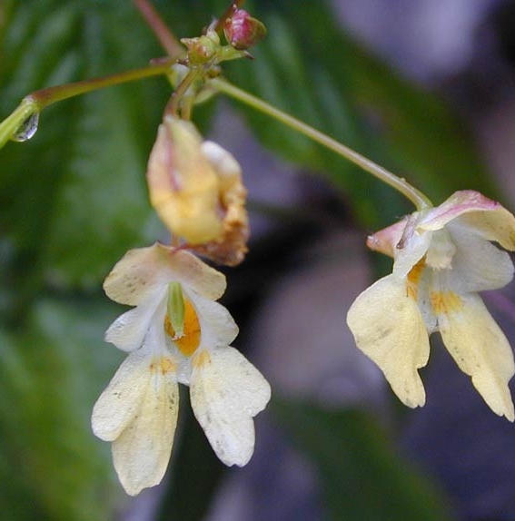 Pflanzenbild gross Kleines Springkraut - Impatiens parviflora
