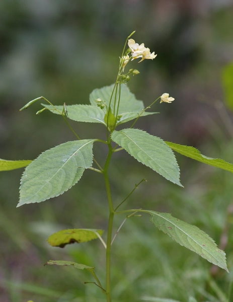 Pflanzenbild gross Kleines Springkraut - Impatiens parviflora